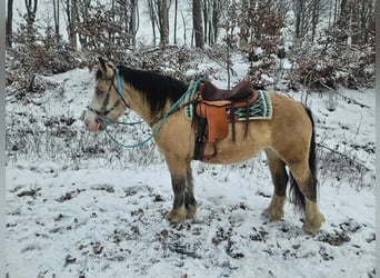 Pozostałe rasy, Klacz, 5 lat, 154 cm