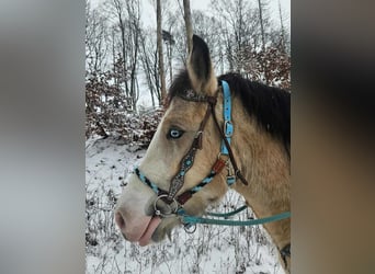 Pozostałe rasy, Klacz, 5 lat, 154 cm