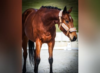 Pozostałe rasy, Klacz, 5 lat, 155 cm, Gniada