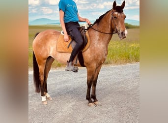 Pozostałe rasy, Klacz, 5 lat, 156 cm, Gniadodereszowata