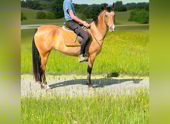 Pozostałe rasy, Klacz, 5 lat, 156 cm, Gniadodereszowata