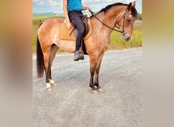 Pozostałe rasy, Klacz, 5 lat, 156 cm, Gniadodereszowata