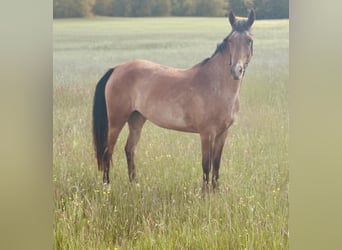 Pozostałe rasy, Klacz, 5 lat, 156 cm, Gniadodereszowata