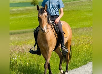 Pozostałe rasy, Klacz, 5 lat, 156 cm, Gniadodereszowata