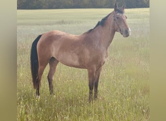 Pozostałe rasy, Klacz, 5 lat, 156 cm, Gniadodereszowata