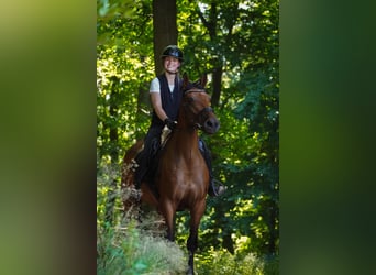 Pozostałe rasy, Klacz, 5 lat, 160 cm, Gniada