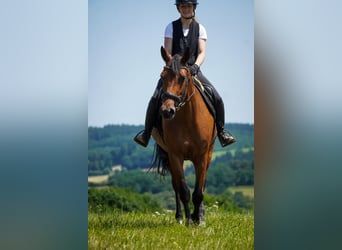 Pozostałe rasy, Klacz, 5 lat, 160 cm, Gniada