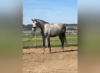Pozostałe rasy Mix, Klacz, 5 lat, 162 cm, Siwa