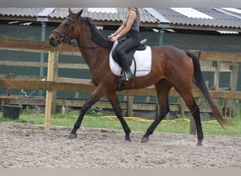 Pozostałe rasy, Klacz, 5 lat, 163 cm, Gniada