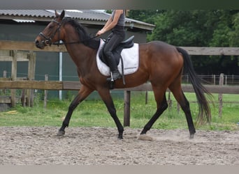 Pozostałe rasy, Klacz, 5 lat, 163 cm, Gniada
