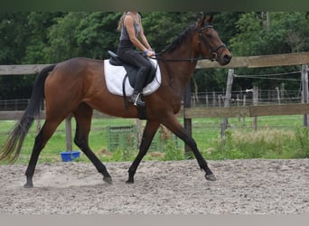 Pozostałe rasy, Klacz, 5 lat, 163 cm, Gniada