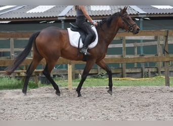 Pozostałe rasy, Klacz, 5 lat, 163 cm, Gniada