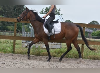 Pozostałe rasy, Klacz, 5 lat, 163 cm, Gniada