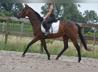 Pozostałe rasy, Klacz, 5 lat, 163 cm, Gniada
