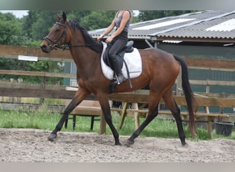 Pozostałe rasy, Klacz, 5 lat, 163 cm, Gniada