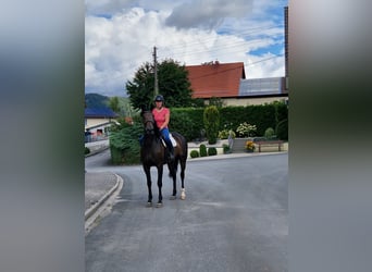 Pozostałe rasy Mix, Klacz, 5 lat, 168 cm, Ciemnogniada