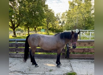 Pozostałe rasy Mix, Klacz, 6 lat, 151 cm, Bułana