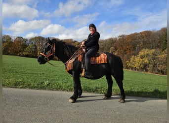 Pozostałe rasy, Klacz, 6 lat, 152 cm, Kara