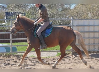 Pozostałe rasy, Klacz, 6 lat, 153 cm, Ciemnokasztanowata