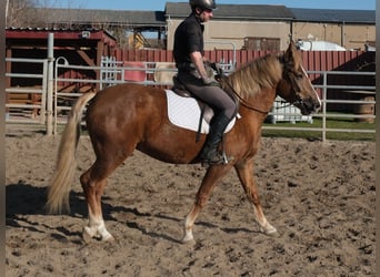 Pozostałe rasy, Klacz, 6 lat, 154 cm, Kasztanowata