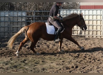 Pozostałe rasy, Klacz, 6 lat, 154 cm, Kasztanowata
