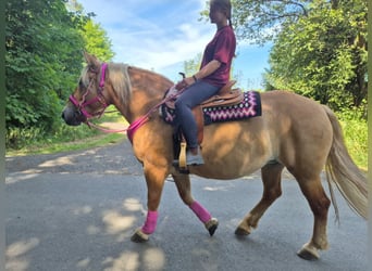 Pozostałe rasy, Klacz, 6 lat, 155 cm, Gniada