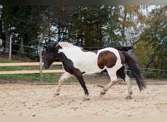 Pozostałe rasy Mix, Klacz, 6 lat, 155 cm, Srokata