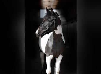 Pozostałe rasy, Klacz, 6 lat, 158 cm, Srokata