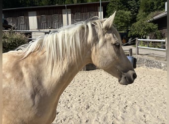 Pozostałe rasy, Klacz, 6 lat, 160 cm, Perłowa