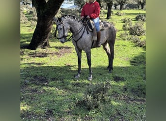 Pozostałe rasy, Klacz, 6 lat, 160 cm, Siwa