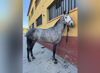 Pozostałe rasy, Klacz, 6 lat, 160 cm, Siwa