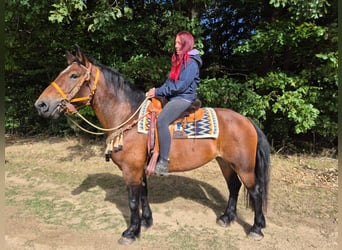 Pozostałe rasy, Klacz, 6 lat, 162 cm, Gniada