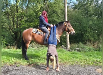 Pozostałe rasy, Klacz, 6 lat, 162 cm, Gniada