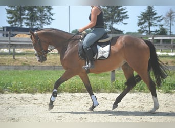 Pozostałe rasy, Klacz, 6 lat, 165 cm, Gniada