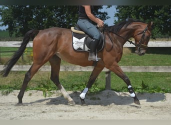 Pozostałe rasy, Klacz, 6 lat, 165 cm, Gniada