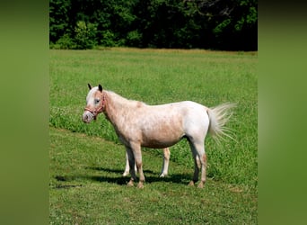 Pozostałe rasy, Klacz, 6 lat, 91 cm, Kasztanowatodereszowata