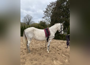 Pozostałe rasy, Klacz, 7 lat, 141 cm, Siwa