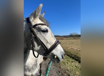 Pozostałe rasy, Klacz, 7 lat, 145 cm, Siwa