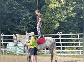 Pozostałe rasy, Klacz, 7 lat, 145 cm, Siwa
