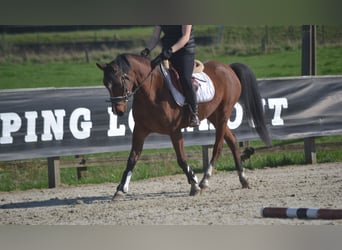 Pozostałe rasy, Klacz, 7 lat, 146 cm, Gniada