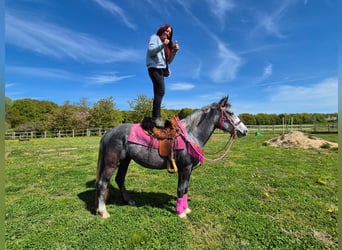 Pozostałe rasy, Klacz, 7 lat, 155 cm, Siwa jabłkowita