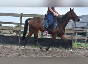 Pozostałe rasy, Klacz, 7 lat, 157 cm, Ciemnogniada