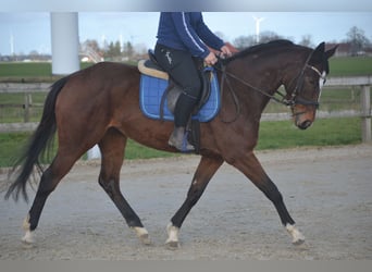 Pozostałe rasy, Klacz, 7 lat, 158 cm, Gniada