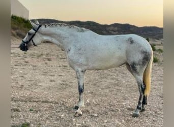 Pozostałe rasy Mix, Klacz, 7 lat, 160 cm, Siwa