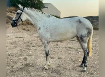 Pozostałe rasy Mix, Klacz, 7 lat, 160 cm, Siwa
