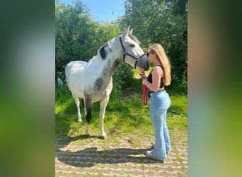 Pozostałe rasy, Klacz, 7 lat, 160 cm, Stalowosiwy