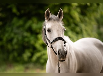 Pozostałe rasy, Klacz, 8 lat, 138 cm, Siwa