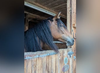 Pozostałe rasy Mix, Klacz, 8 lat, 140 cm, Gniada