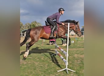 Pozostałe rasy, Klacz, 8 lat, 148 cm, Gniada