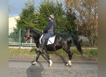Pozostałe rasy, Klacz, 8 lat, 148 cm, Kara